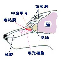 犬の鼻.jpg