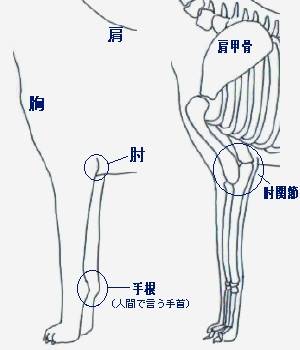 犬の前肢.jpg