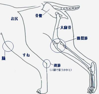 犬の後肢.jpg