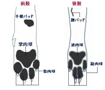 犬の足・パッド.jpg